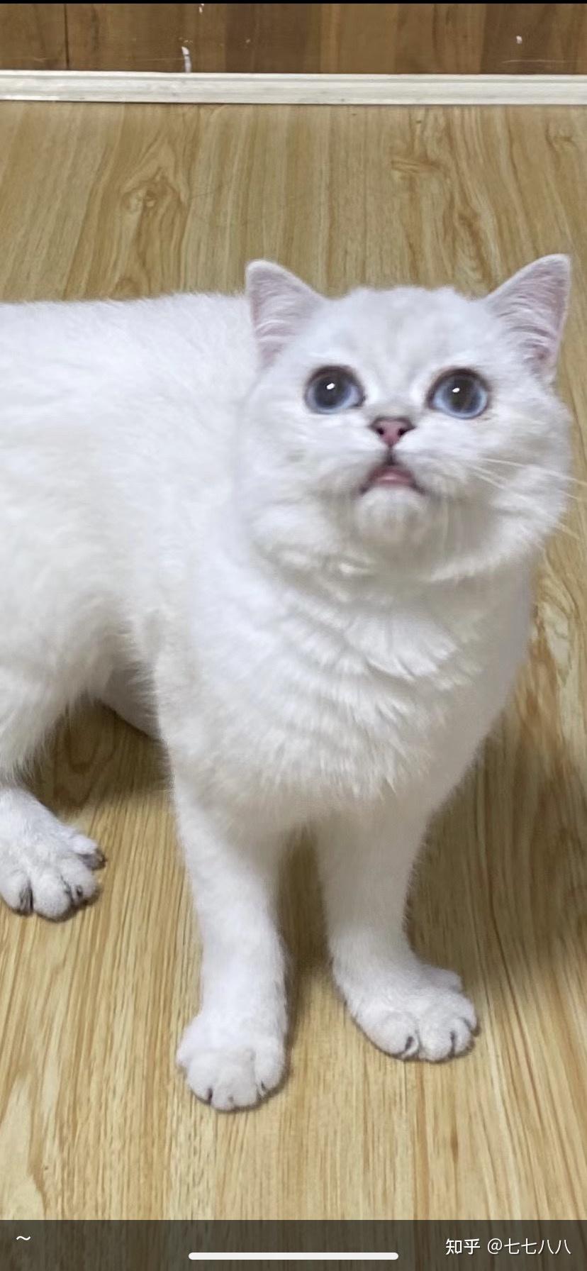 银点和银渐层生的银渐层好看吗