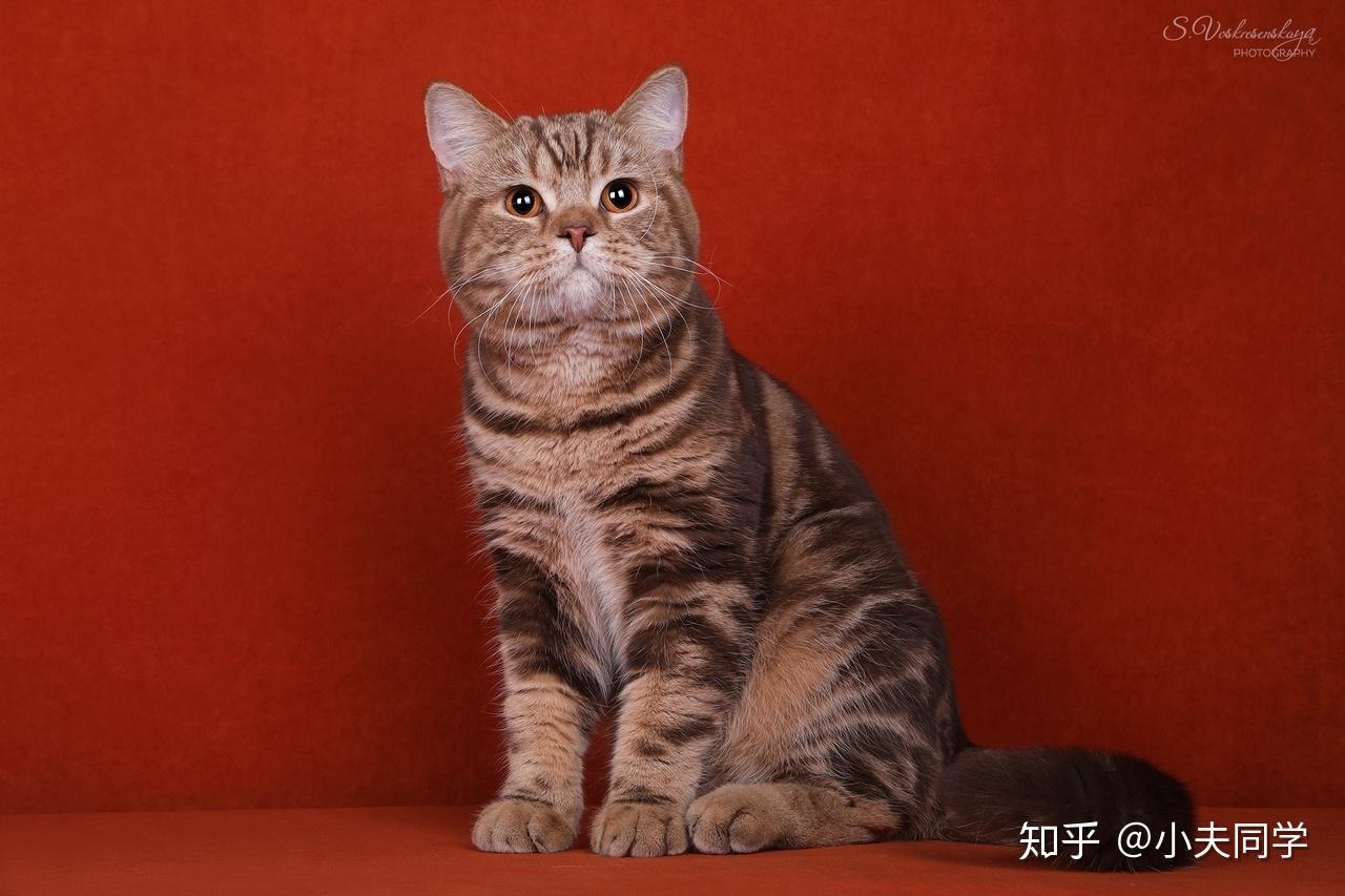英短毛色大全集(斑纹篇)