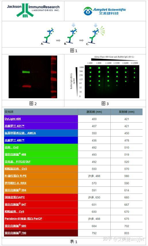 Jackson ImmunoResearch 荧光免疫印迹的优势和荧光团分展示 知乎