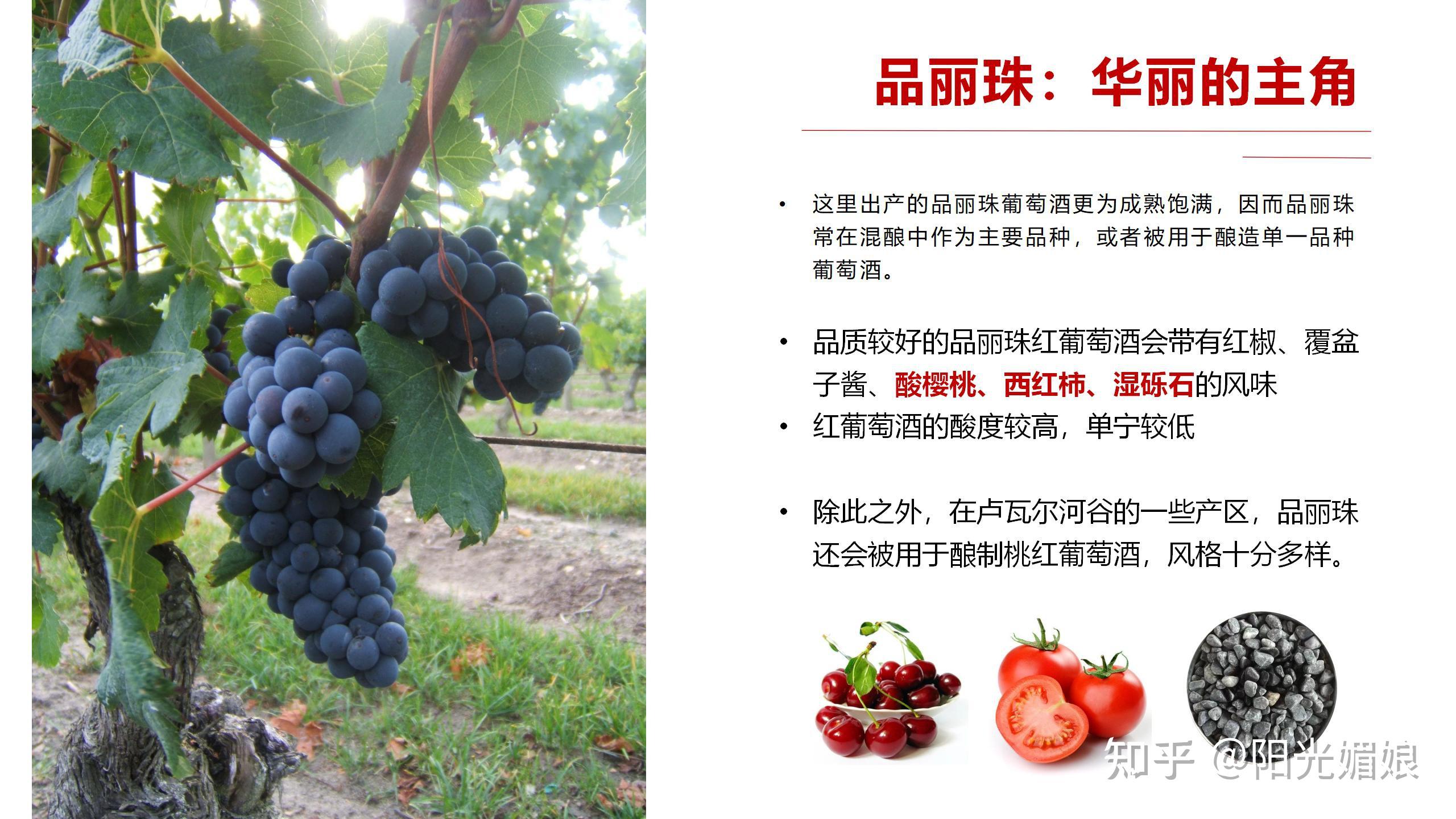 低调的明珠——品丽珠