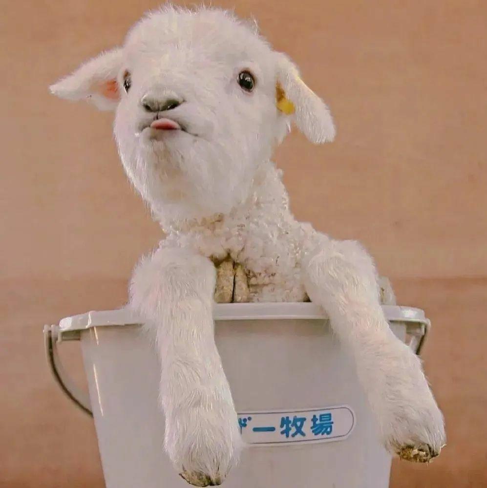 还有这小羊这样的头像吗