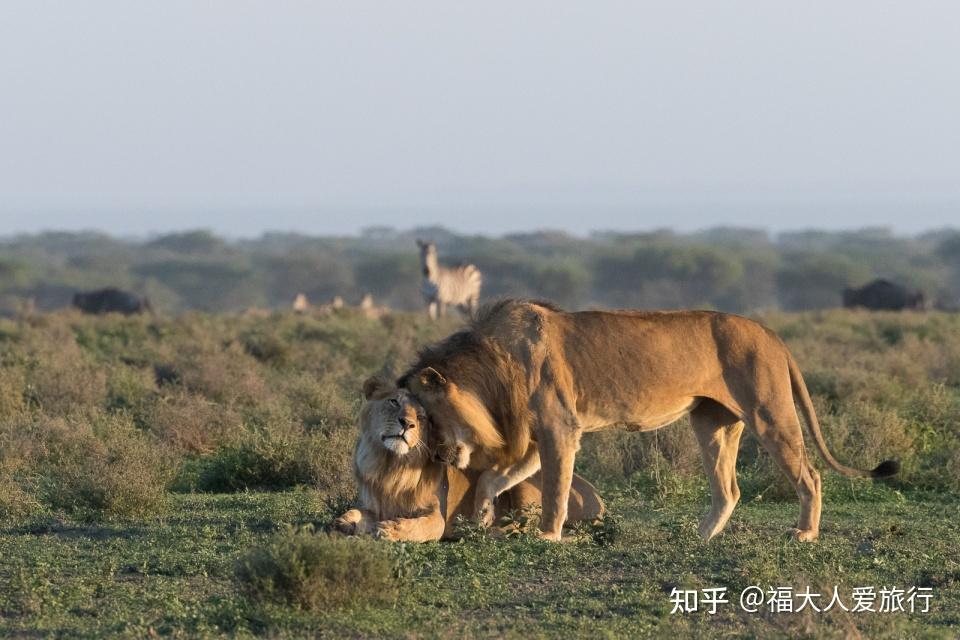 去非洲看動物大遷徙是一種什麼樣的體驗