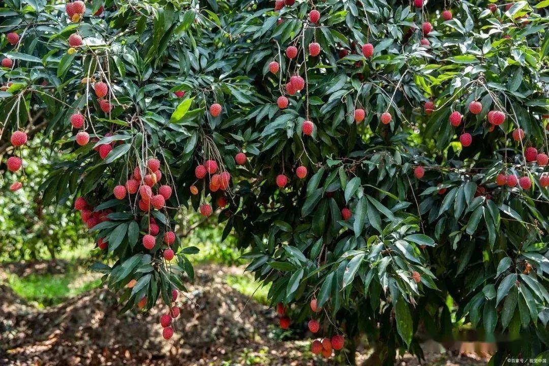 【无核荔枝种植指南:从种子到丰收,揭秘无核荔枝的种植秘诀】 - 知乎