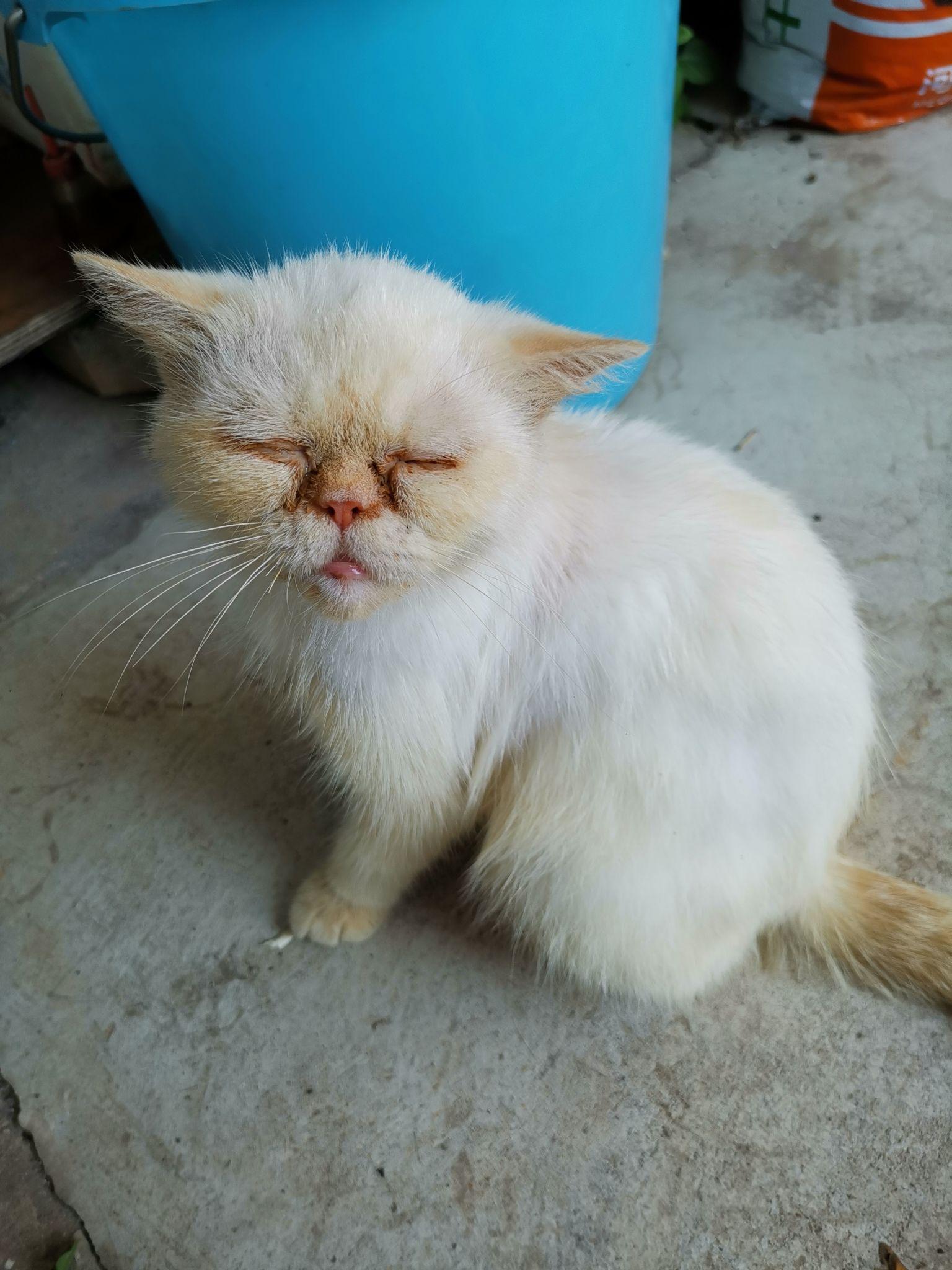 为什么说白猫是最丑的猫？ - 知乎