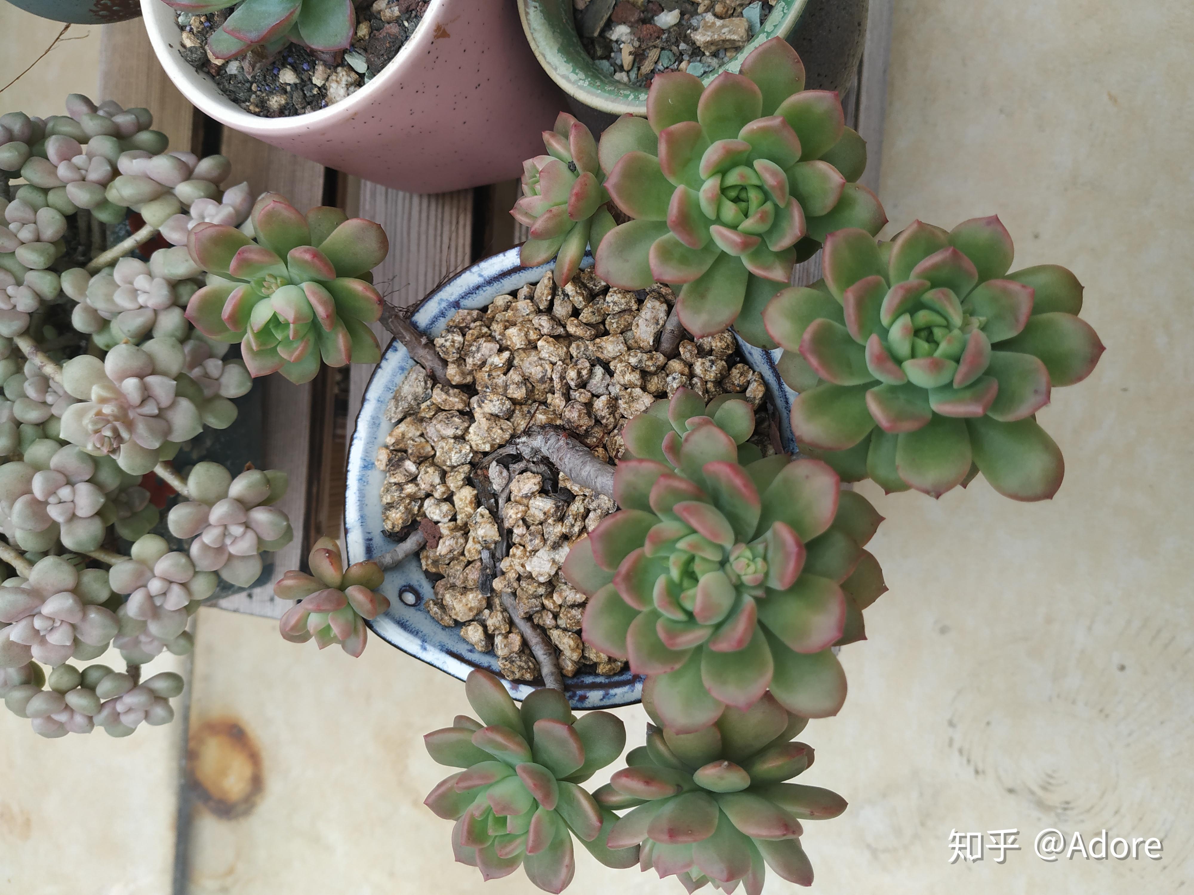 常见多肉植物品种图鉴 - 知乎