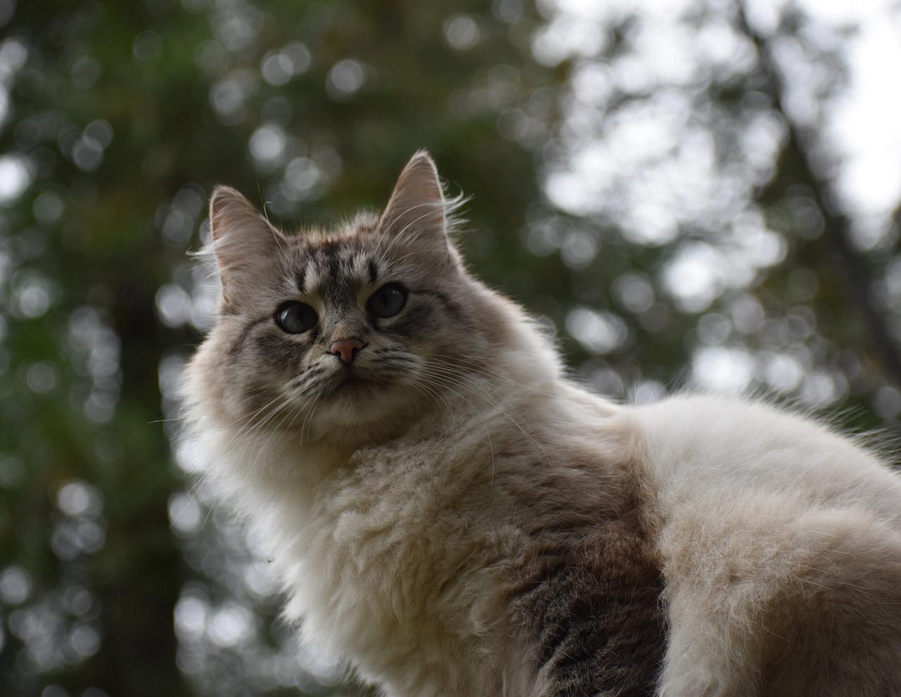 3. 专业毛球处理法