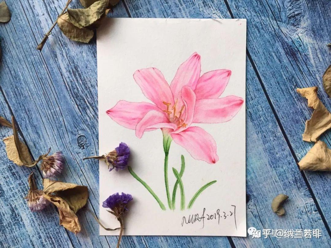 零基础绘画教程水彩韭兰