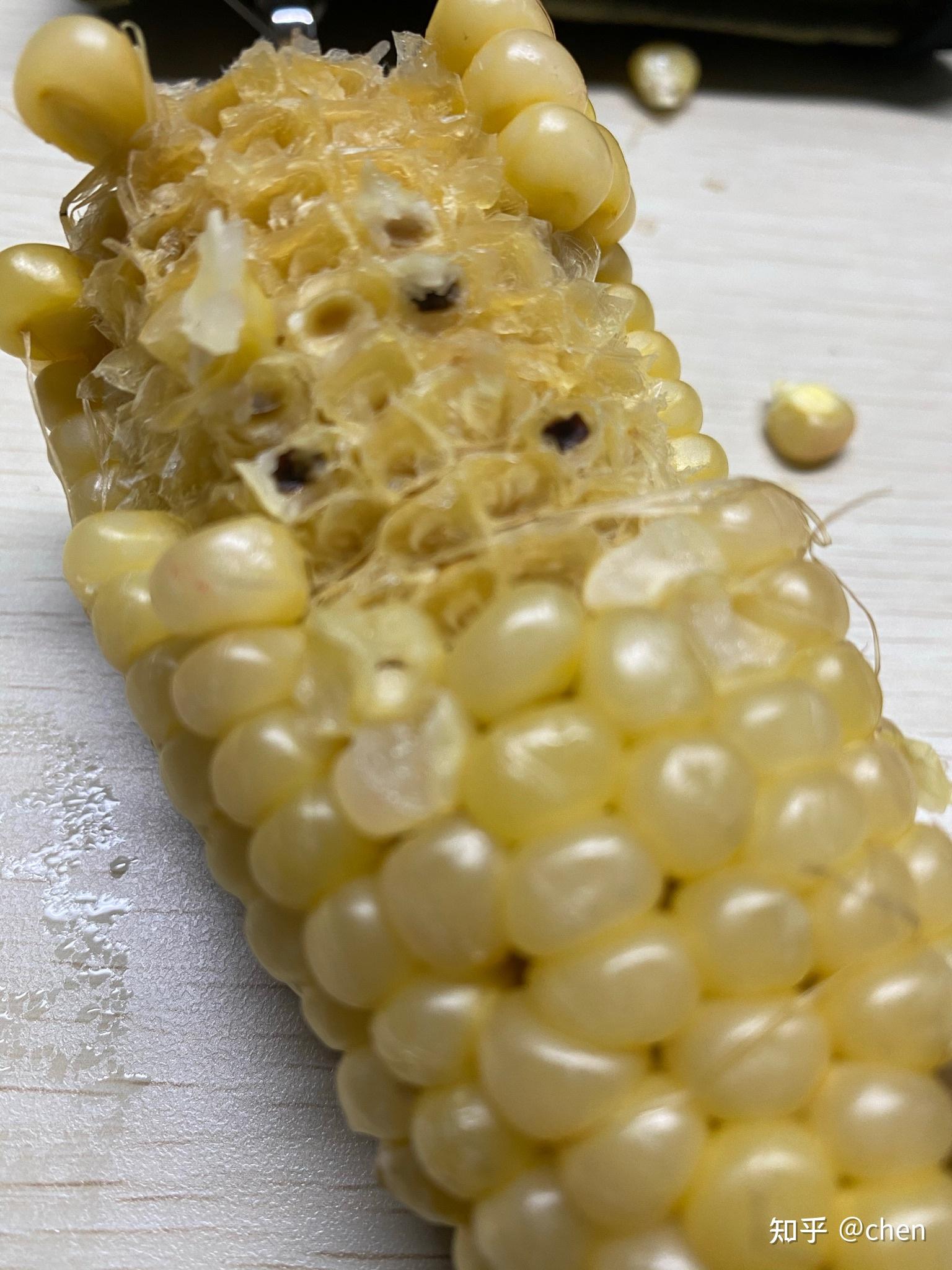 玉米霉变标准图片图片