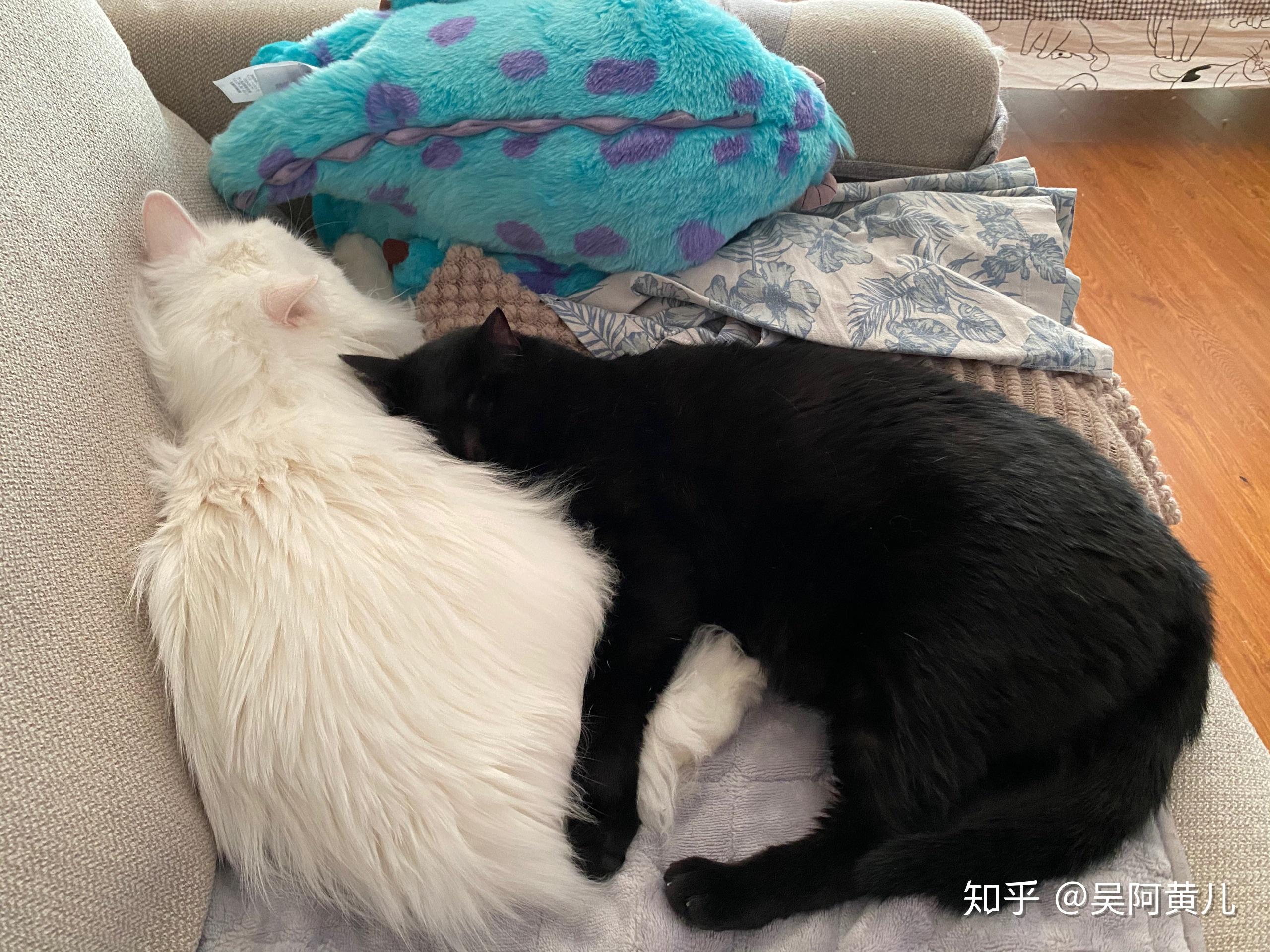 黑猫和白猫能一起养吗? - 知乎