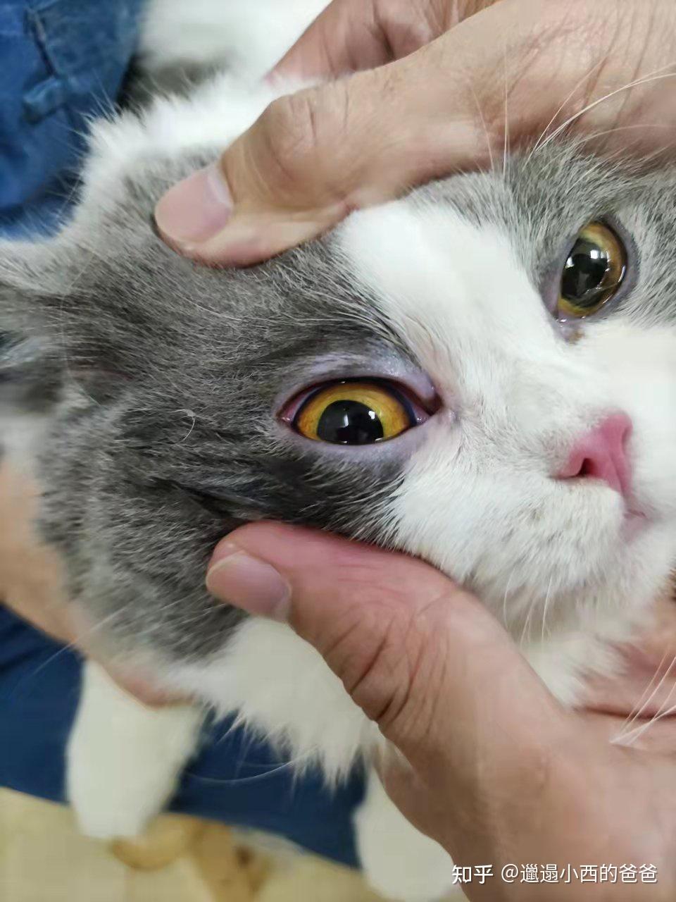 猫咪眼科结膜炎之衣原体