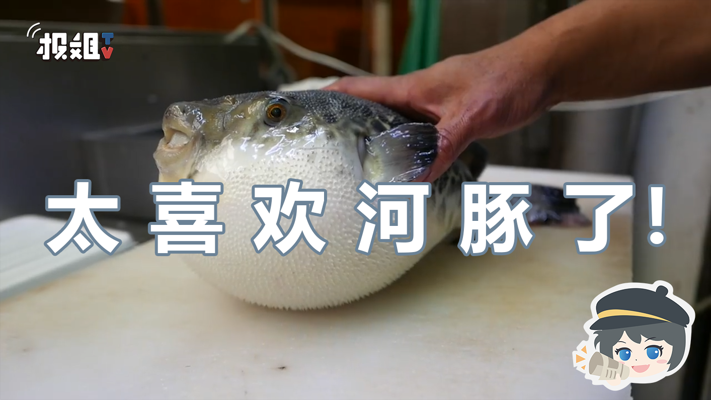就算有毒也要吃 又可爱又美味的河豚君 知乎
