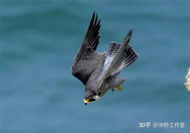 天生的猛禽,空中之王——游隼 - 知乎