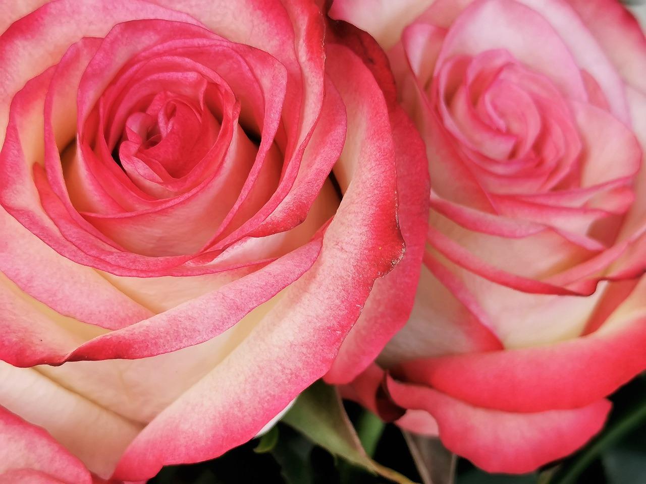 玫瑰花不开花怎么办