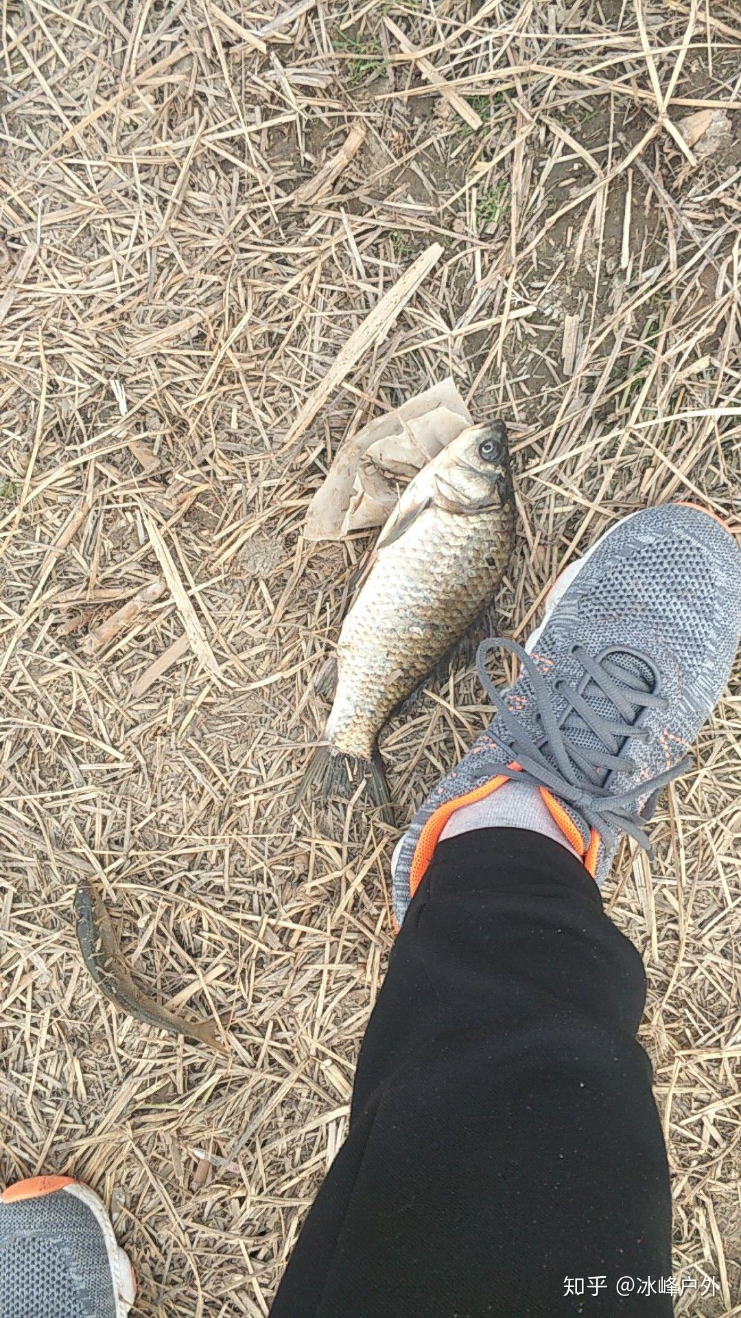 如何正确选择好的饵料 v2-4bcc862776614f61d114b36bb84e6290_r.jpg