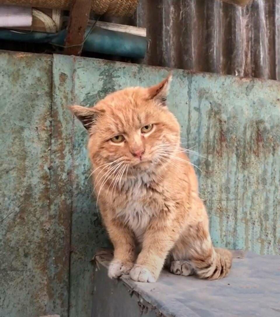 trap伴奏的主歌和副歌的区别是什么?怎么区分