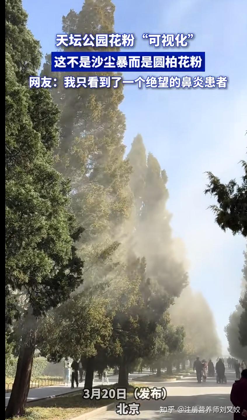北京天坛公园 3.3 万株柏树花粉爆发,圆柏花粉致过敏引热议,如何识别圆柏?春季出门该如何防护? - 知乎