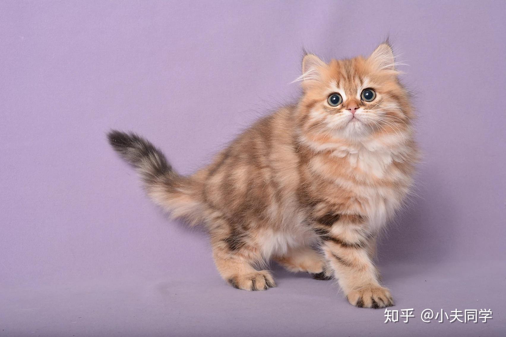 广州哪里有英短乳白高地长毛猫咪买？ - 知乎
