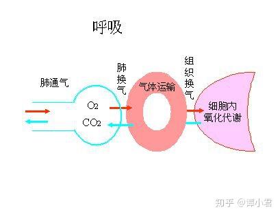 你知道吗 正确的呼吸模式可以让你代谢掉70 的多余脂肪 知乎