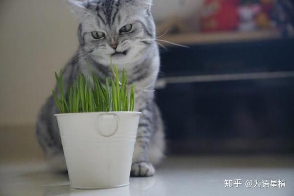 猫可以吃的草统称猫草 简单好养水培猫草 知乎 猫可以吃的草统称猫草 简单好养水培猫草 知乎