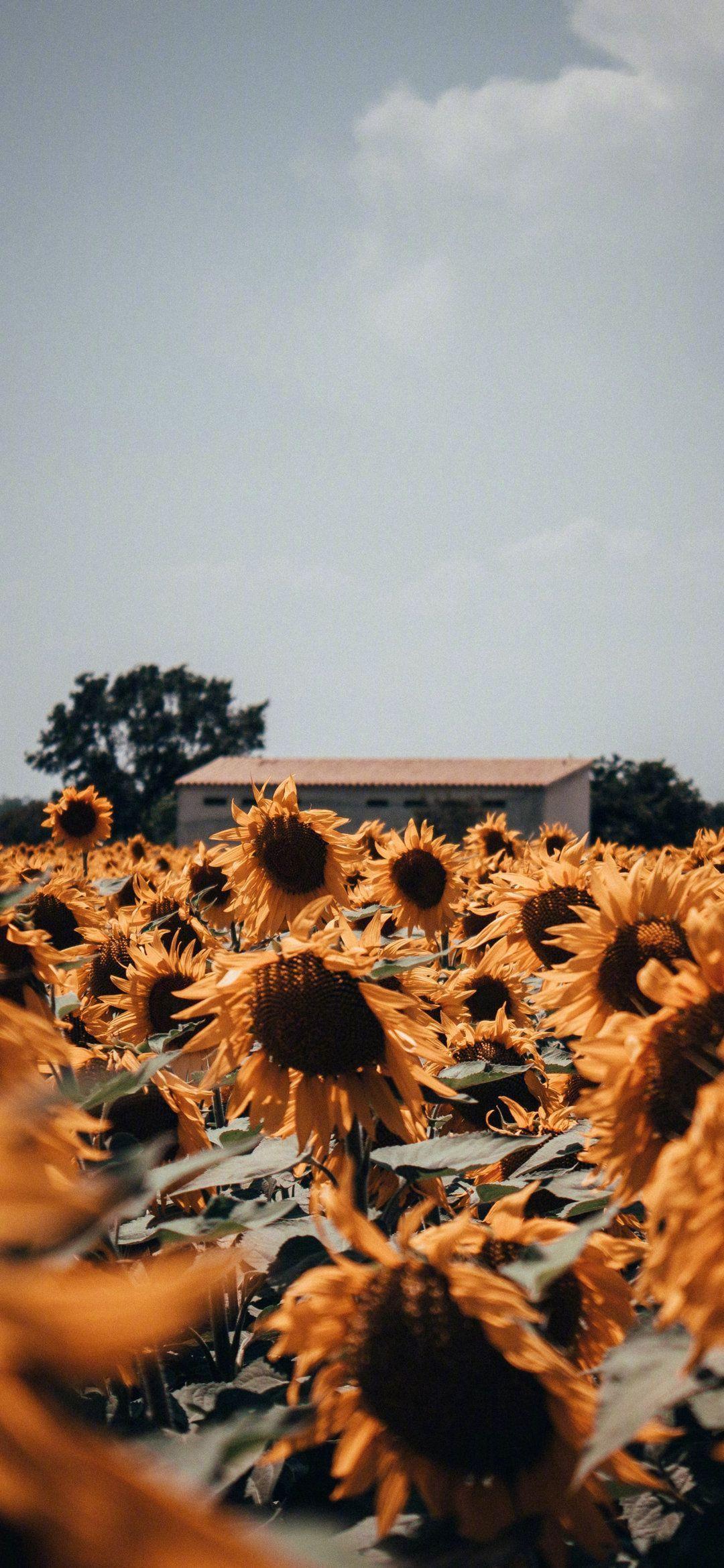 有没有都是向日葵的壁纸呢,让人看了心情超好的? - 知乎