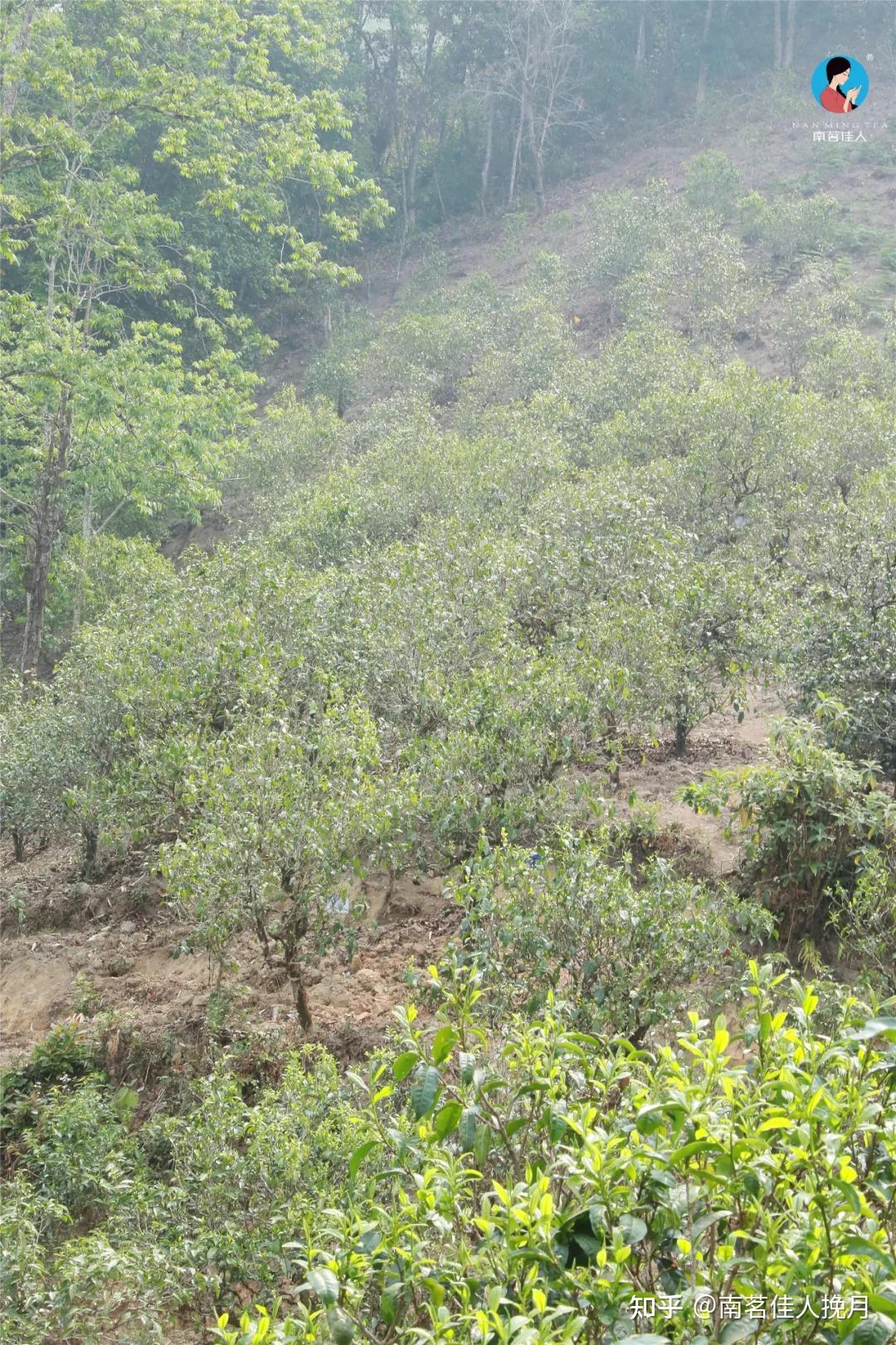 茶山图集 | 冰岛糯伍,五寨中高性价比的实力派