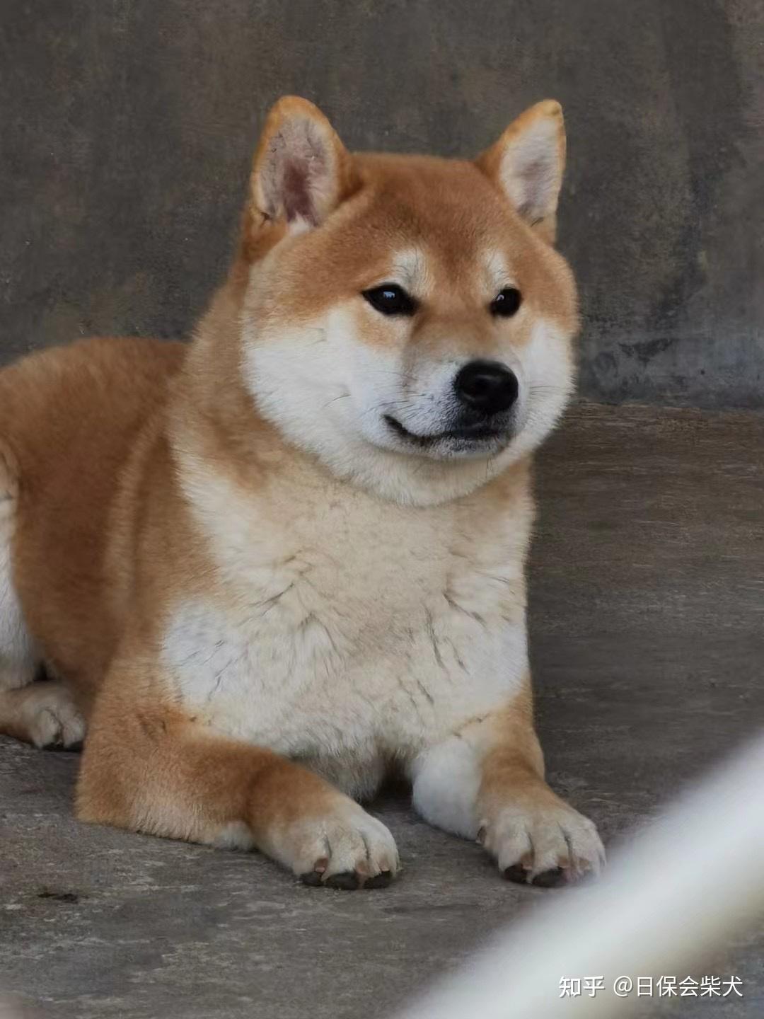 柴犬要怎么养才会圆脸? - 知乎