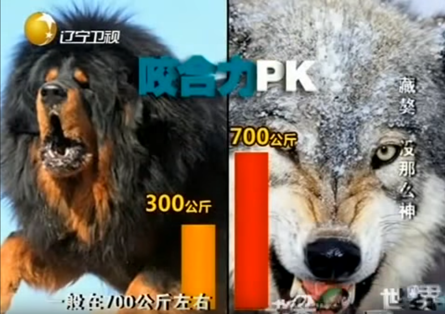战斗力最强的狗藏獒 v2-4bf0c7f40e1985c383393b8c7c4f3746_r.jpg