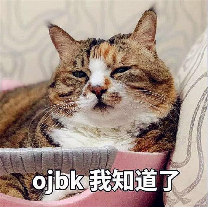 为什么别人家的猫乖巧听话，自家的一言难尽 - 知乎