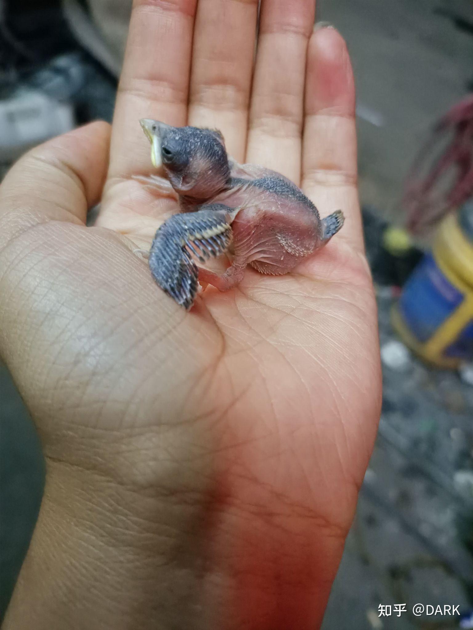 捡到一个麻雀幼鸟,怎么养活给它吃什么? - 知乎