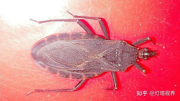 晚上飞来一只吸血锥蝽