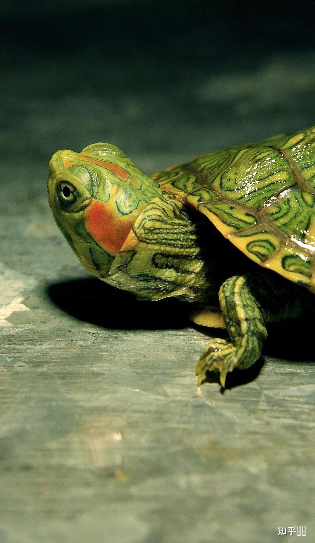 有哪些好看的乌龟照片? - 知乎