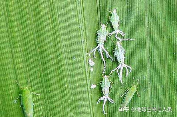 【动物界全系列】颈喙亚目—稻虱科〈飞虱科〉 - 知乎
