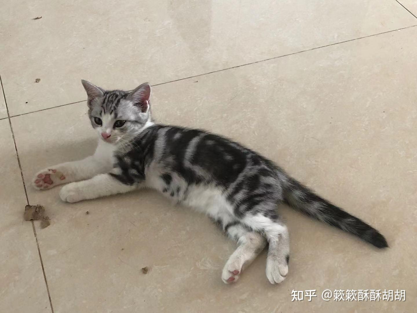 布偶串美短孩子长大啥样呢
