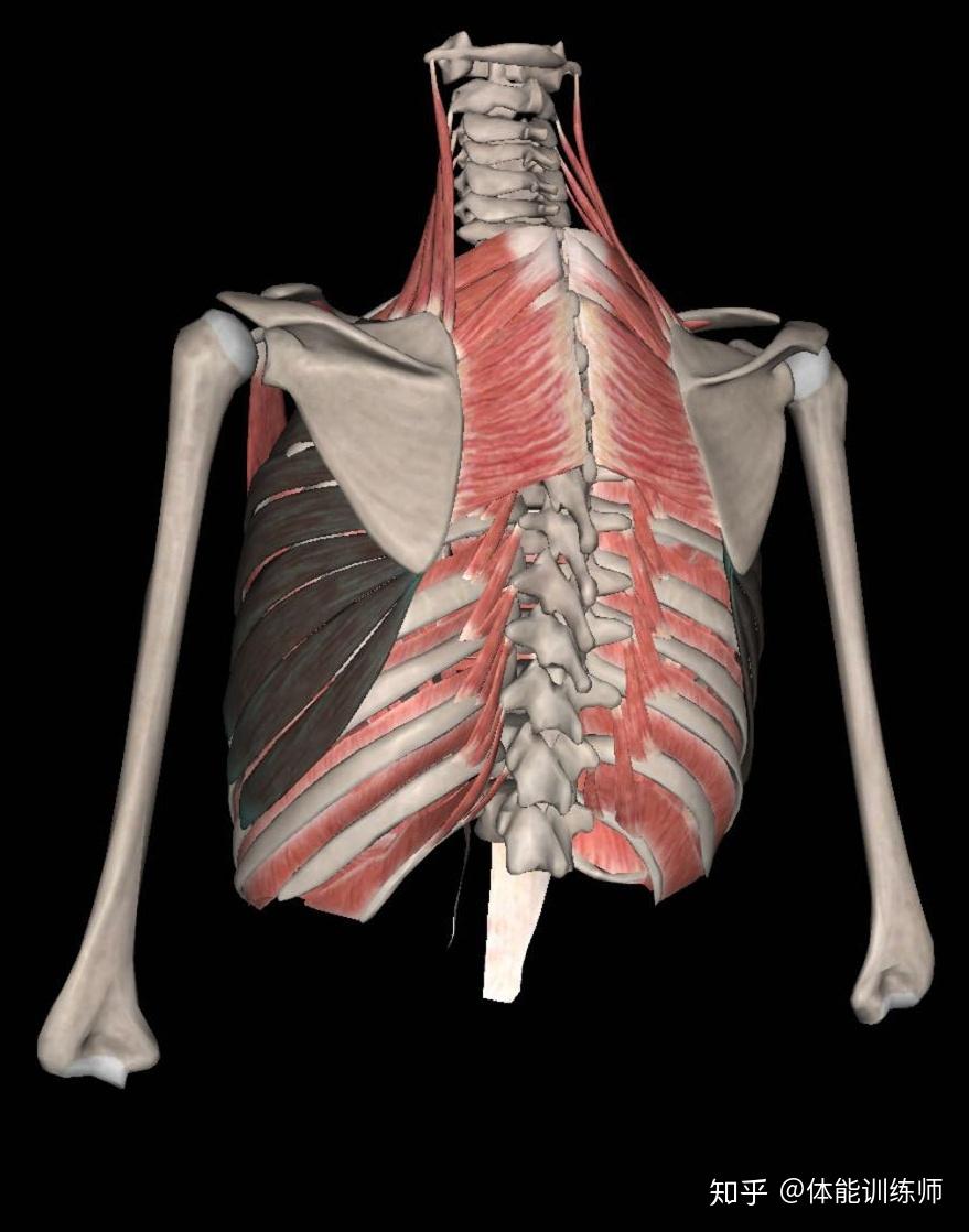 可使肩胛骨向前紧贴胸廓;下部肌束收缩,可助臂上举;肩胛骨固定时,可提