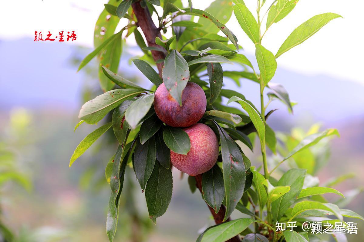桃形李起源地,书圣故里,桃李风味酸酸甜甜好味道 - 知乎