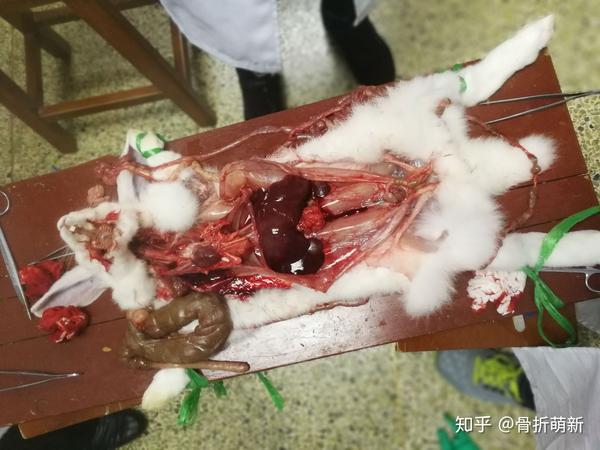 动物生物学实验,解刨兔子.