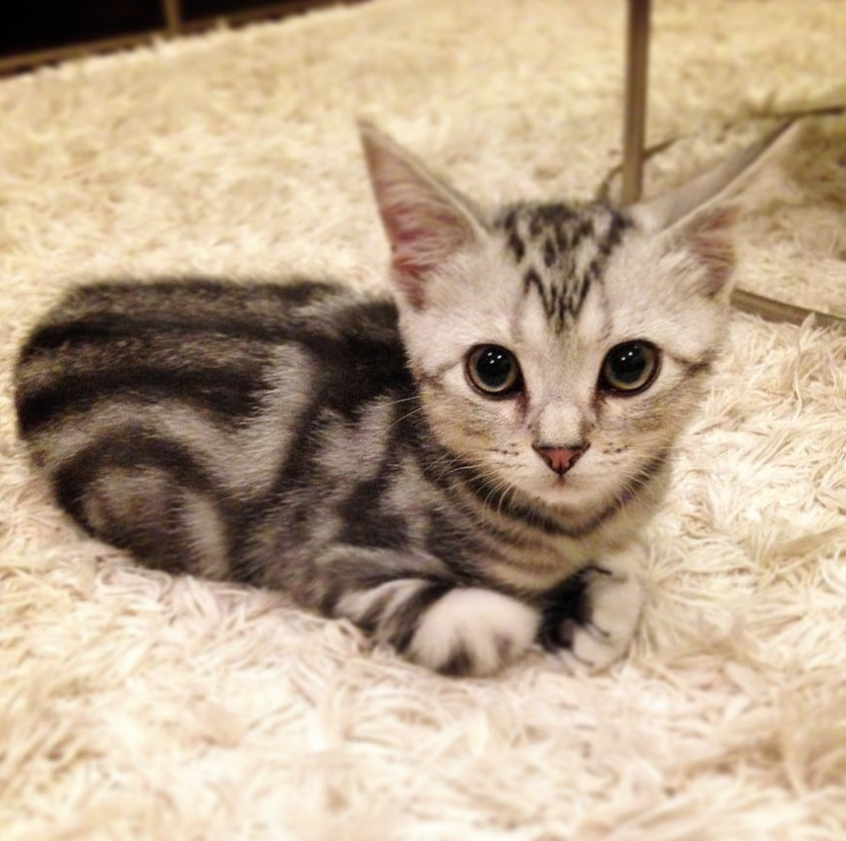 吸猫大会美国短毛猫alain