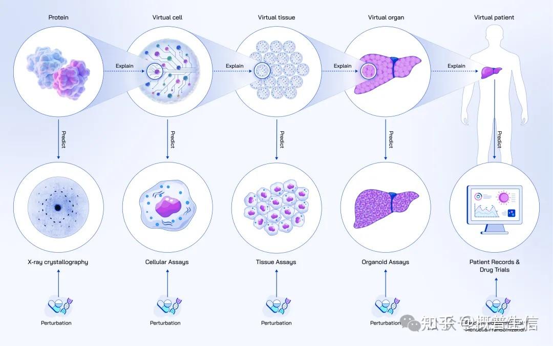 AI虚拟细胞,这一波儿得上桌 - 知乎