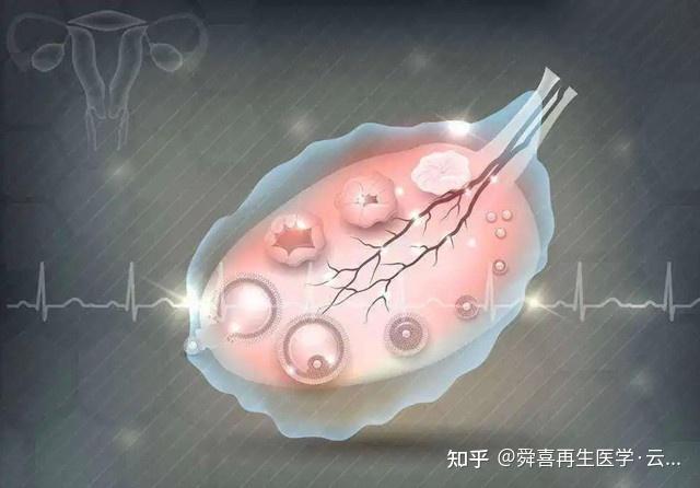 女性一生能排多少卵子，女人一生能排多少卵-第4张图片-Otaku Male Knowledge