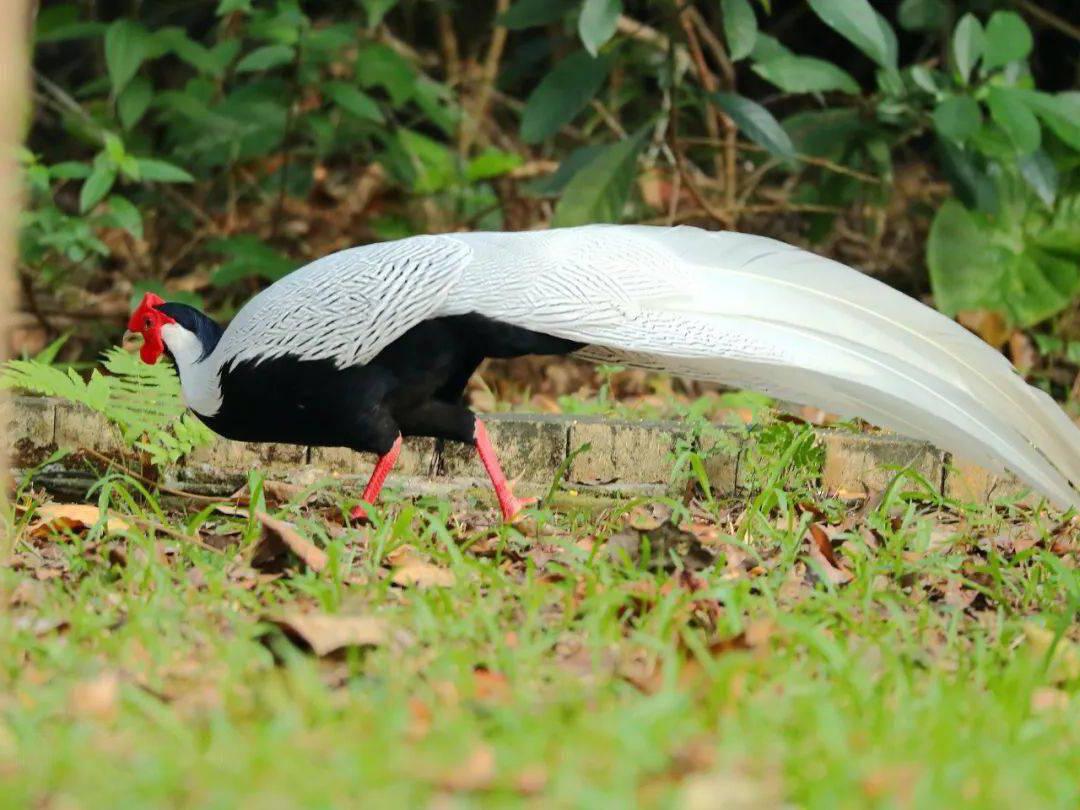 黑腹白身红脚杆,行止闲雅有"仙鸟"美称