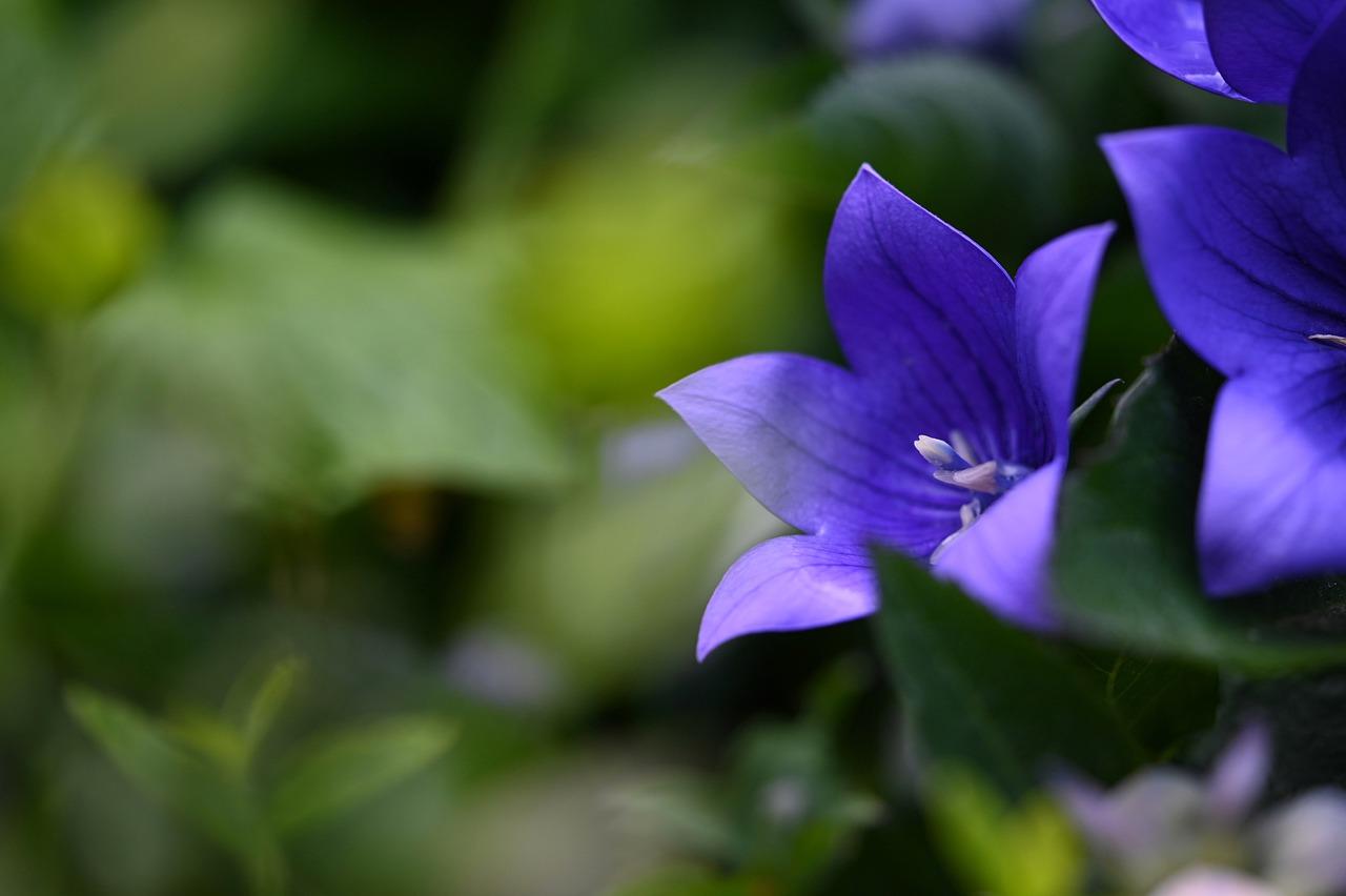 4. 嫁接繁殖要点