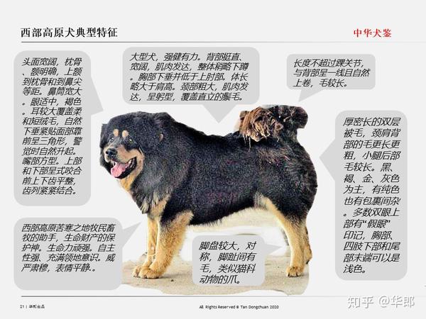 中华犬鉴 中国原生犬 土狗 分类 知乎