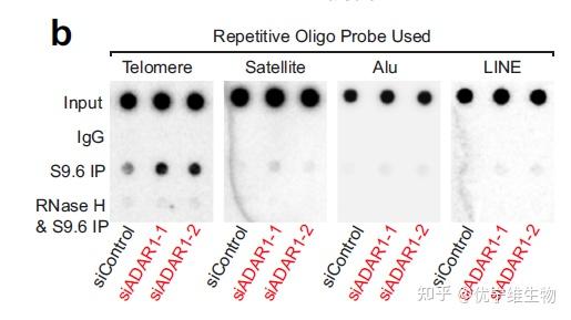 drip产物通过基因组的dna斑点杂交实验进行检测.
