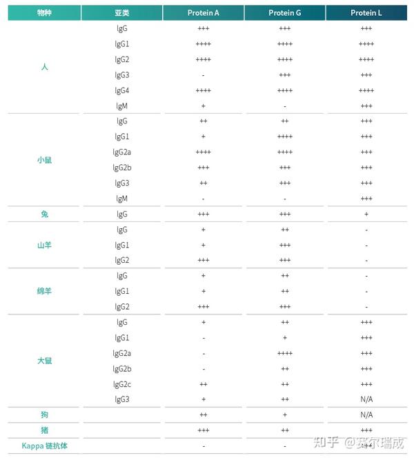 重组蛋白A/G/L(Protein A/G/L)的区别对比 知乎