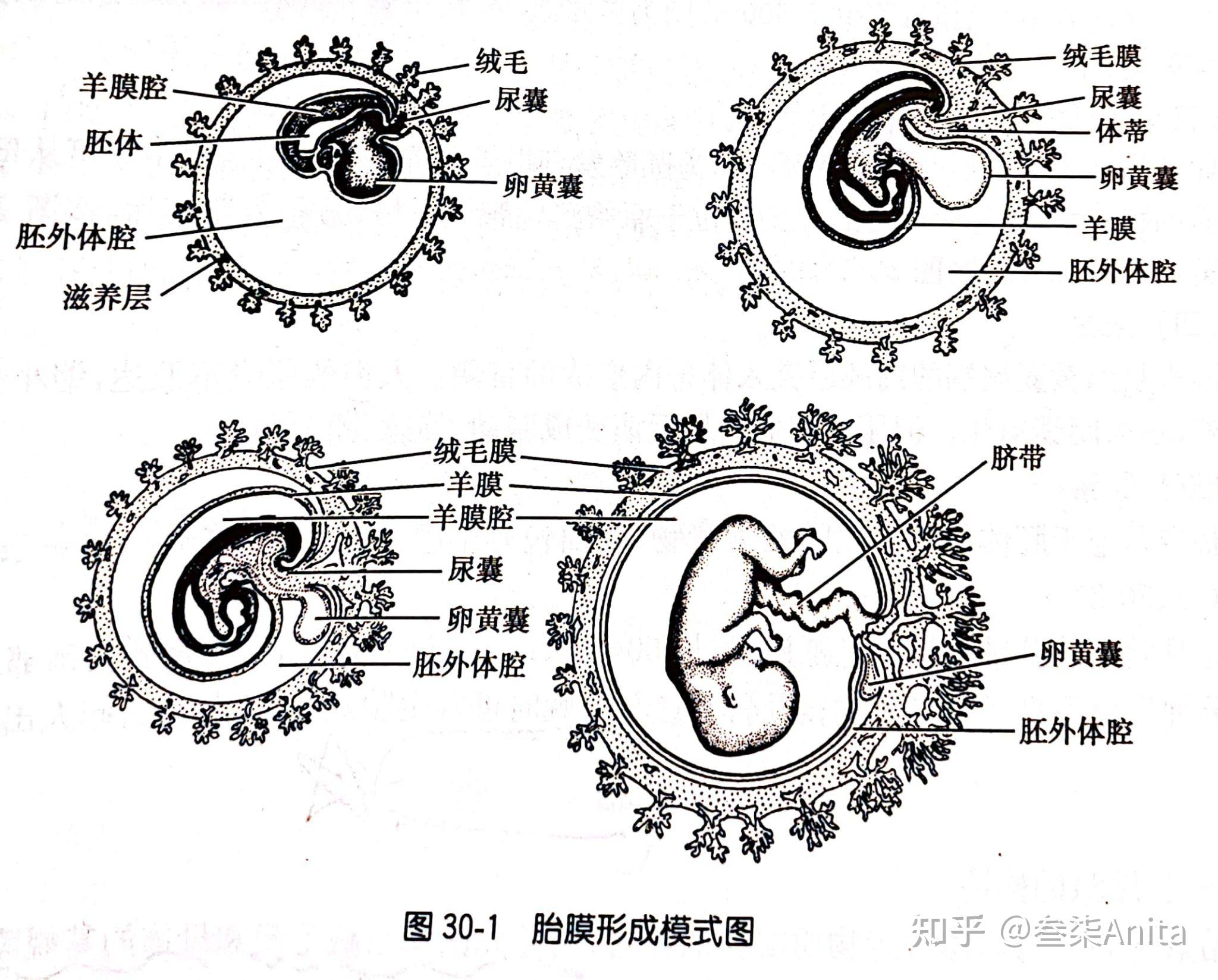 百合胚囊结构图图片