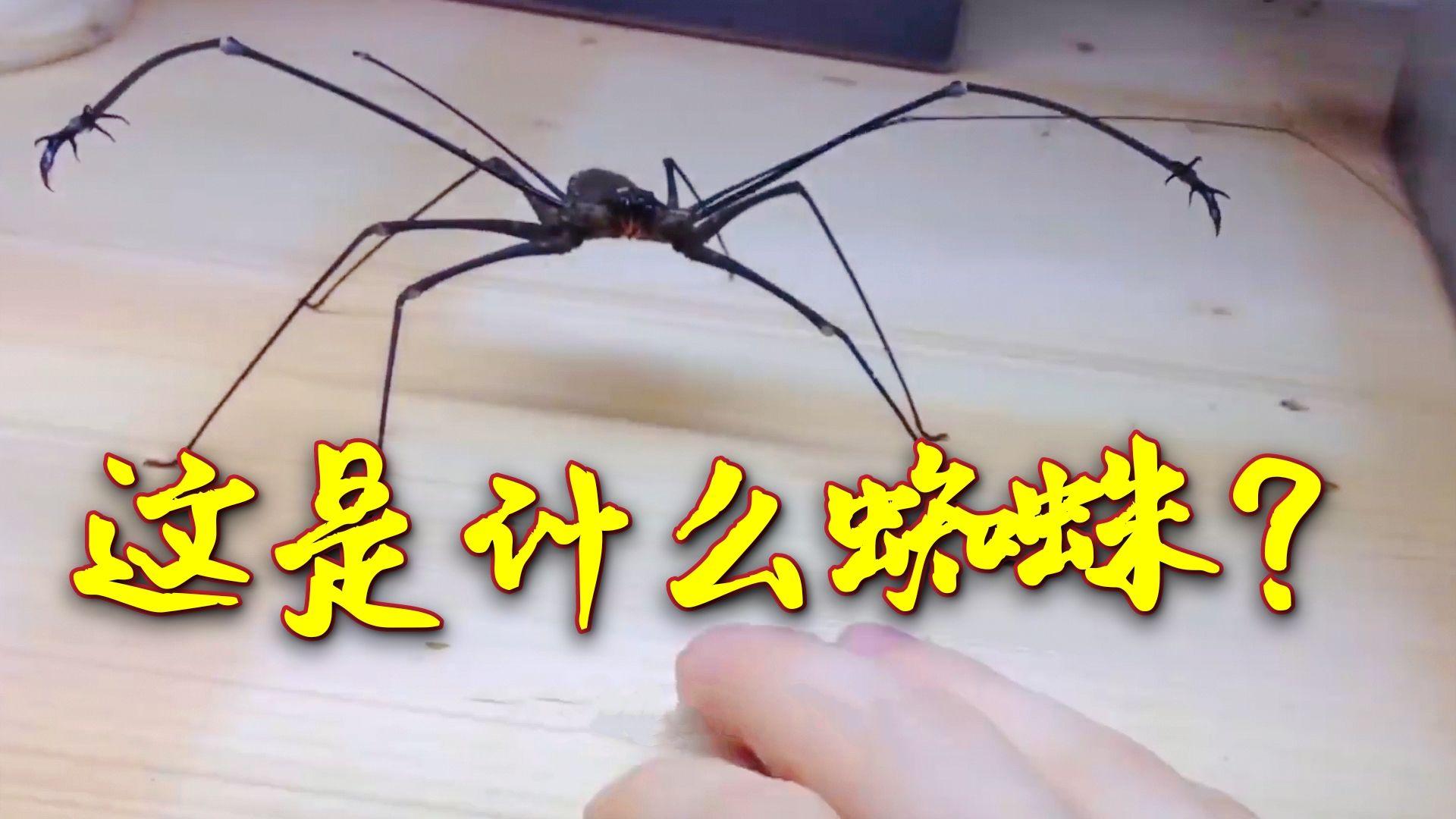 长着两个大钳子跟个帝王蟹似的,这是什么蜘蛛?有认识的吗?