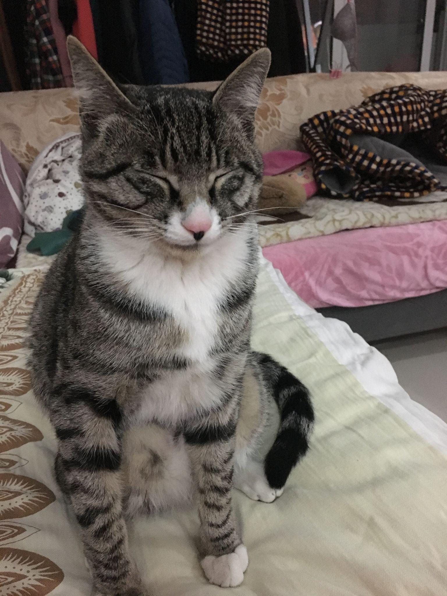 我领养了一只小橘猫,怎么教都不会用猫砂,瘦很