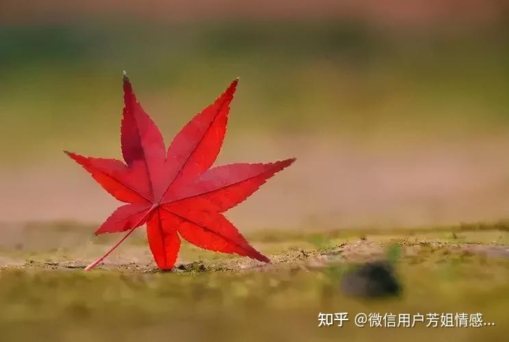 两个相互懂得的人，才真正能够彼此珍惜 - 知乎