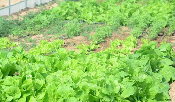 秋冬小白菜的种植技术要点 知乎