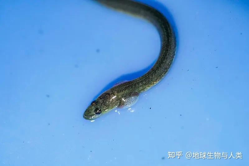 【鱼类全系列】海鲢高群—鳗鲡目(上) - 知乎